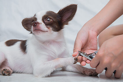 Clipping nail a dog
