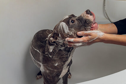 American Bully bathing, Pitbull, dog cleaning, dog wet a bath.