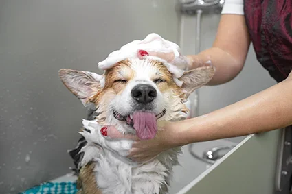Oatmeal-Shampoo